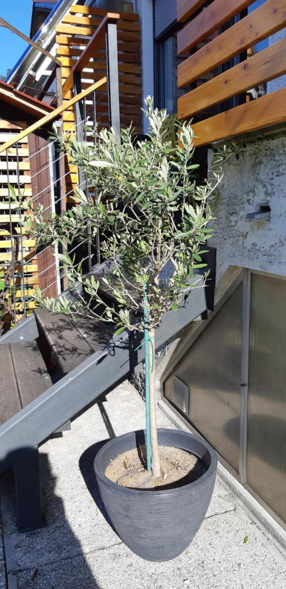 Apartma BoLeRo Tolmin Exterior foto